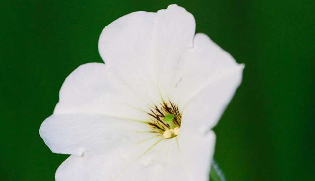گل اطلسی داری ژن هوشمند خوشبو سازی LHY