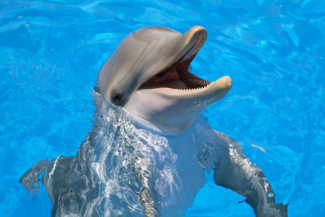 دلفین ها و نهنگ ها جیغ شادی می‌کشند