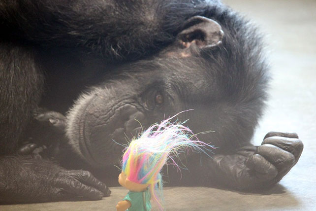 فاکسی شامپانزه گرفتار