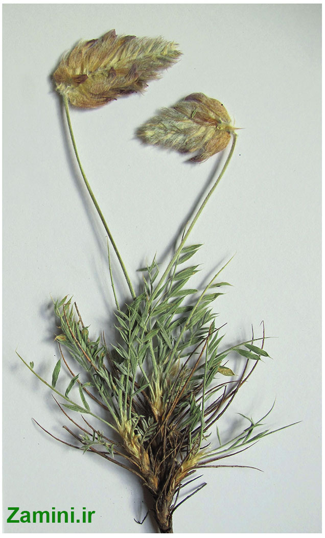 گون شکر‌آبی Astragalus orientopersicus