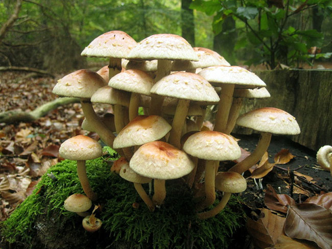قارچ‌های جنگل سبب بارش باران می‌شوند