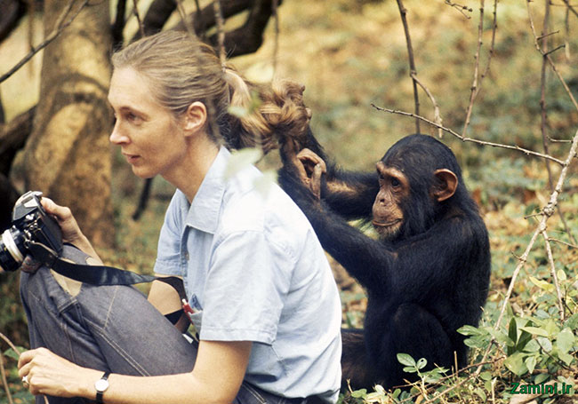 جین گودال Jane Goodall