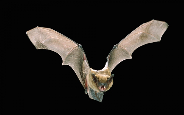 کشف راز حسگرهای نیرومند بالهای خفاش
