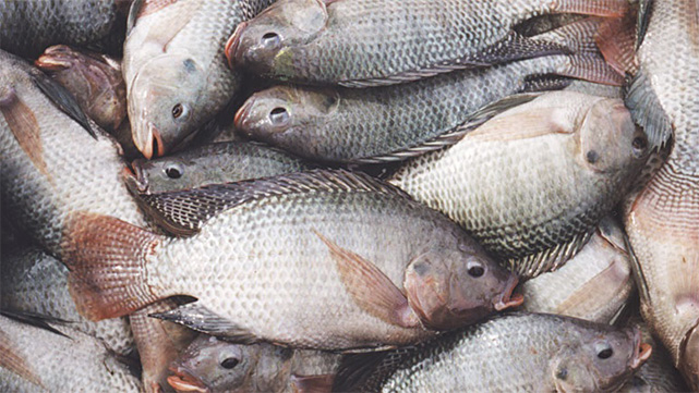 ماهی غیر بومی تیلاپیا را پرورش ندهید!