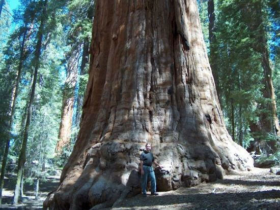 غول‌پیکرترین درخت جهان