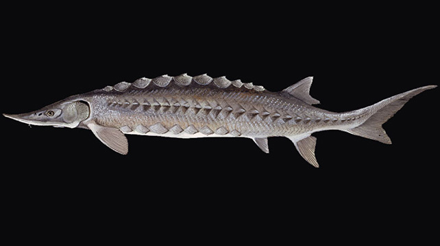 انجماد اسپرم پنج گونه ماهی خاویاری