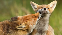روباه مادر فرزندش را می لیسد